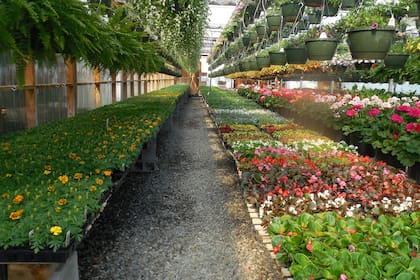 Una recorrida por los viveros en esta primavera.
