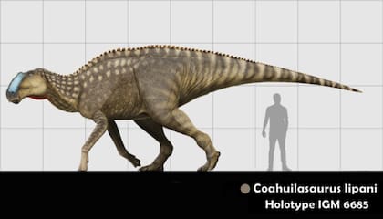 Una recreación del 'Coahuilasaurus lipani'