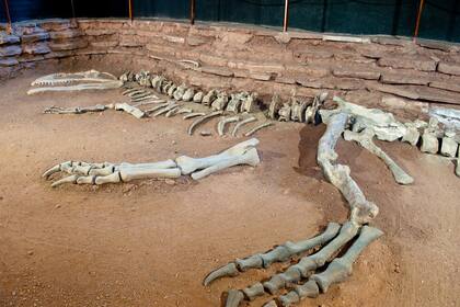 Una recreación del hallazgo de 1993 se encuentra exhibida en el Museo Ernesto Bachmann, en Villa El Chocón, en Neuquén, donde fue descubierta la especie.
