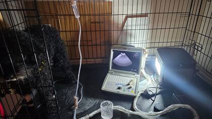 Una red de veterinarios se organizó para atender a los animales afectados por el temporal. Gentileza: Juan Cruz Rossetti