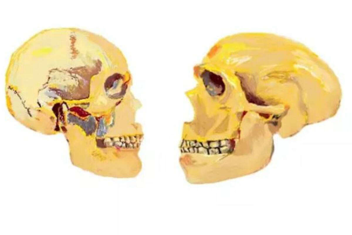 Una red genética implicada en la trayectoria evolutiva del rostro