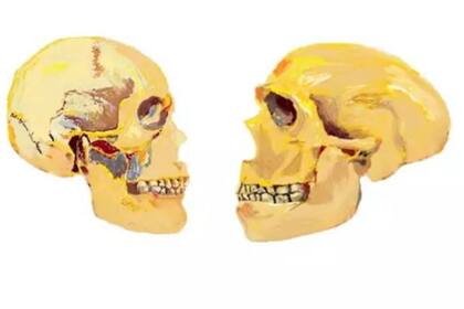 Una red genética implicada en la trayectoria evolutiva del rostro