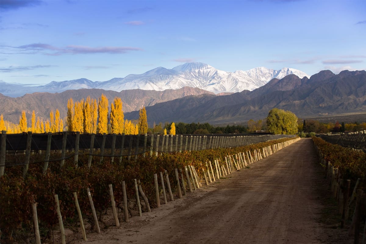 Una región de Mendoza fue registrada esta semana para formar parte de las Indicaciones Geográficas; qué la diferencia del resto de la provincia