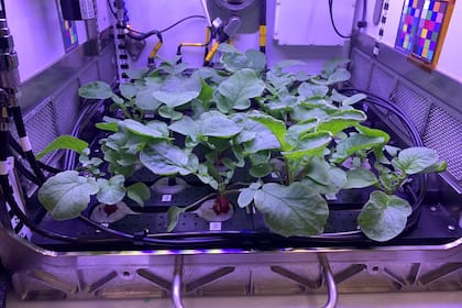 Una réplica de la huerta de rabanitos que los astronautas desarrollarán en la Estación Espacial Internacional para producir alimentos frescos y nutritivos de forma sustentable en el espacio