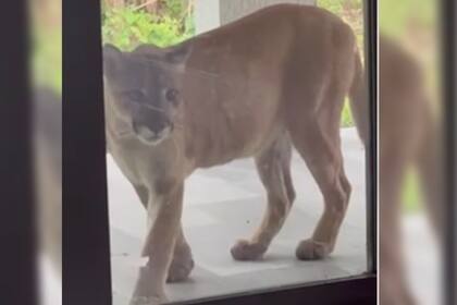 Una residente de Naples se sorprendió al encontrar a una pantera en el exterior de su nueva casa