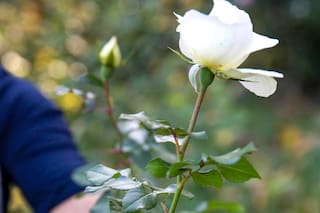 Rosas caseras