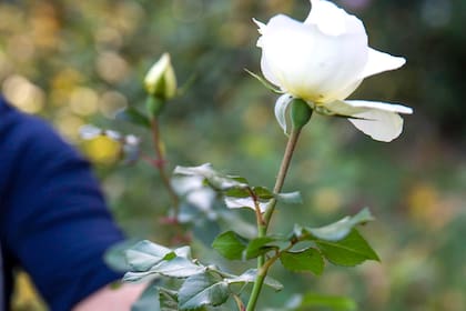 Una rosa para la maestra
