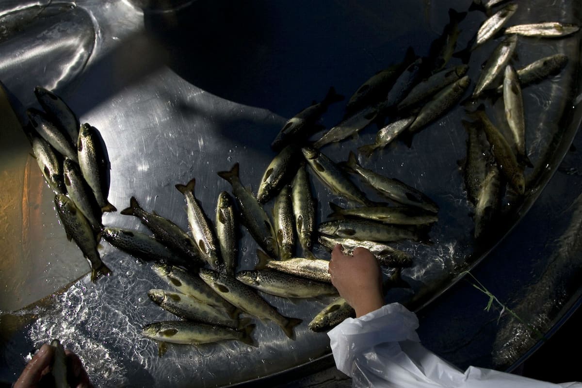 Una salmonera en el sector de Ralún, cerca de Puerto Montt