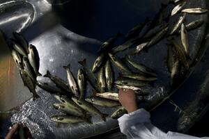 Una salmonera en el sector de Ralún, cerca de Puerto Montt