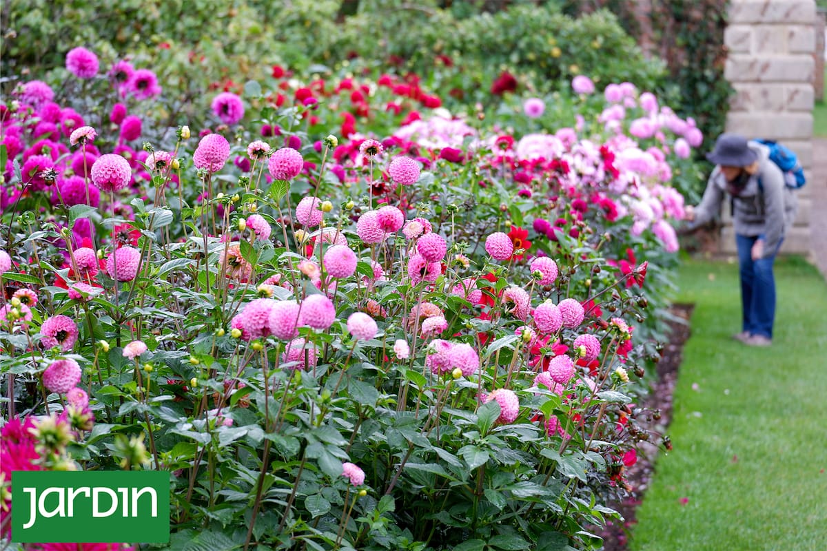 Una selección de flores para llevar tu jardín a otro nivel