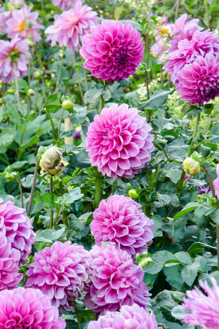 Una selección de flores para llevar tu jardín a otro nivel