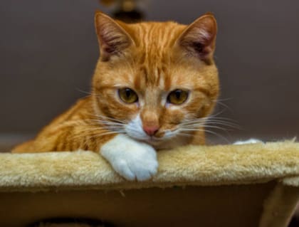 Una señal de alerta es que su gato empiece a temblar y a buscar fuentes de calor dentro de la casa. Foto: Istock