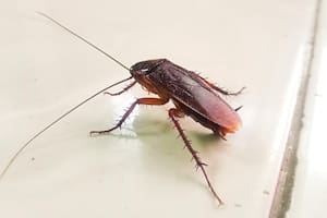 Una serie de plantas puede ayudar a combatir la presencia de cucarachas en tu hogar