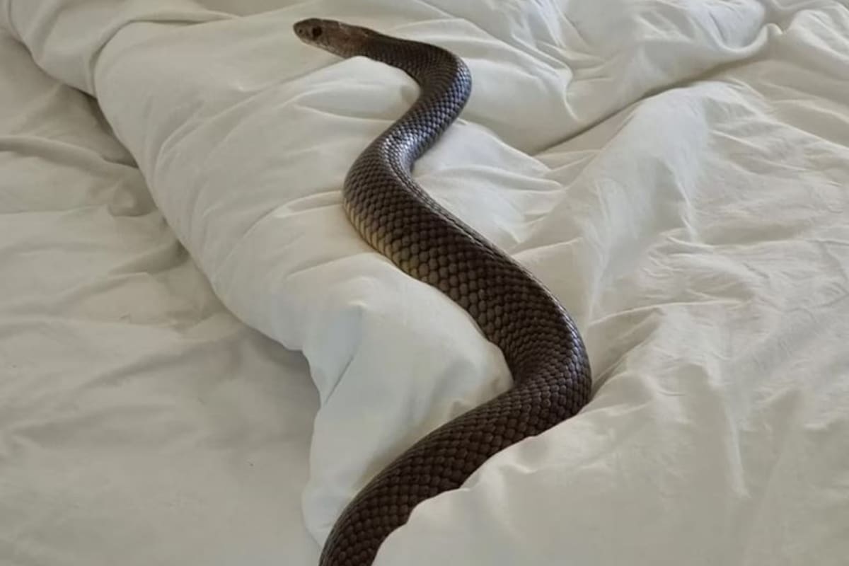 Una serpiente de 2 metros sorprendió a una mujer en Australia
