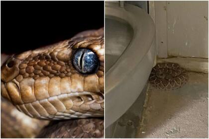 Una serpiente fue encontrada enroscada en un baño de Arizona