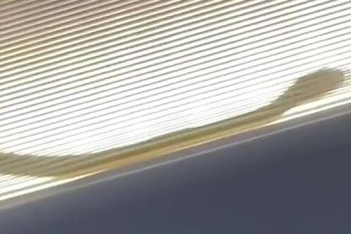 Una serpiente irrumpe en un avión y desata el terror entre los pasajeros