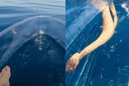 Una serpiente marina sorprendió a un hombre que iba en kayak en Australia