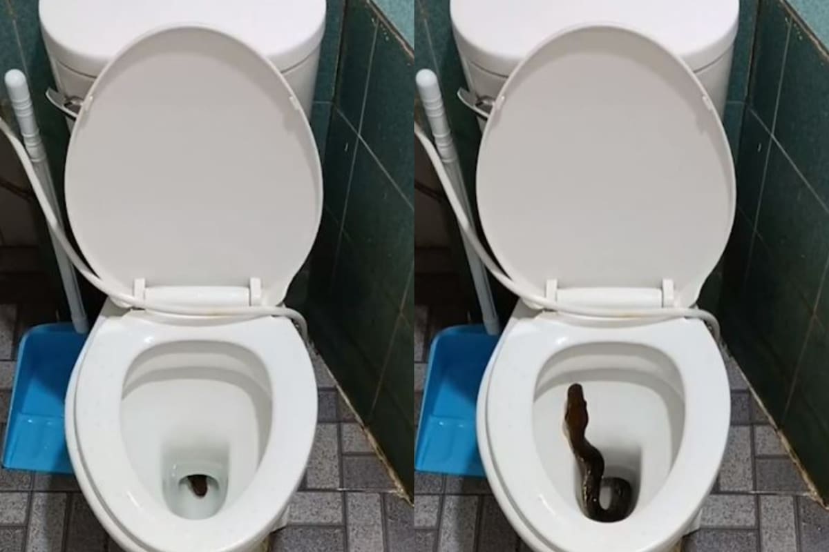 Una serpiente sorprendió a una persona en Tailandia