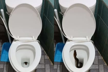 Una serpiente sorprendió a una persona en Tailandia