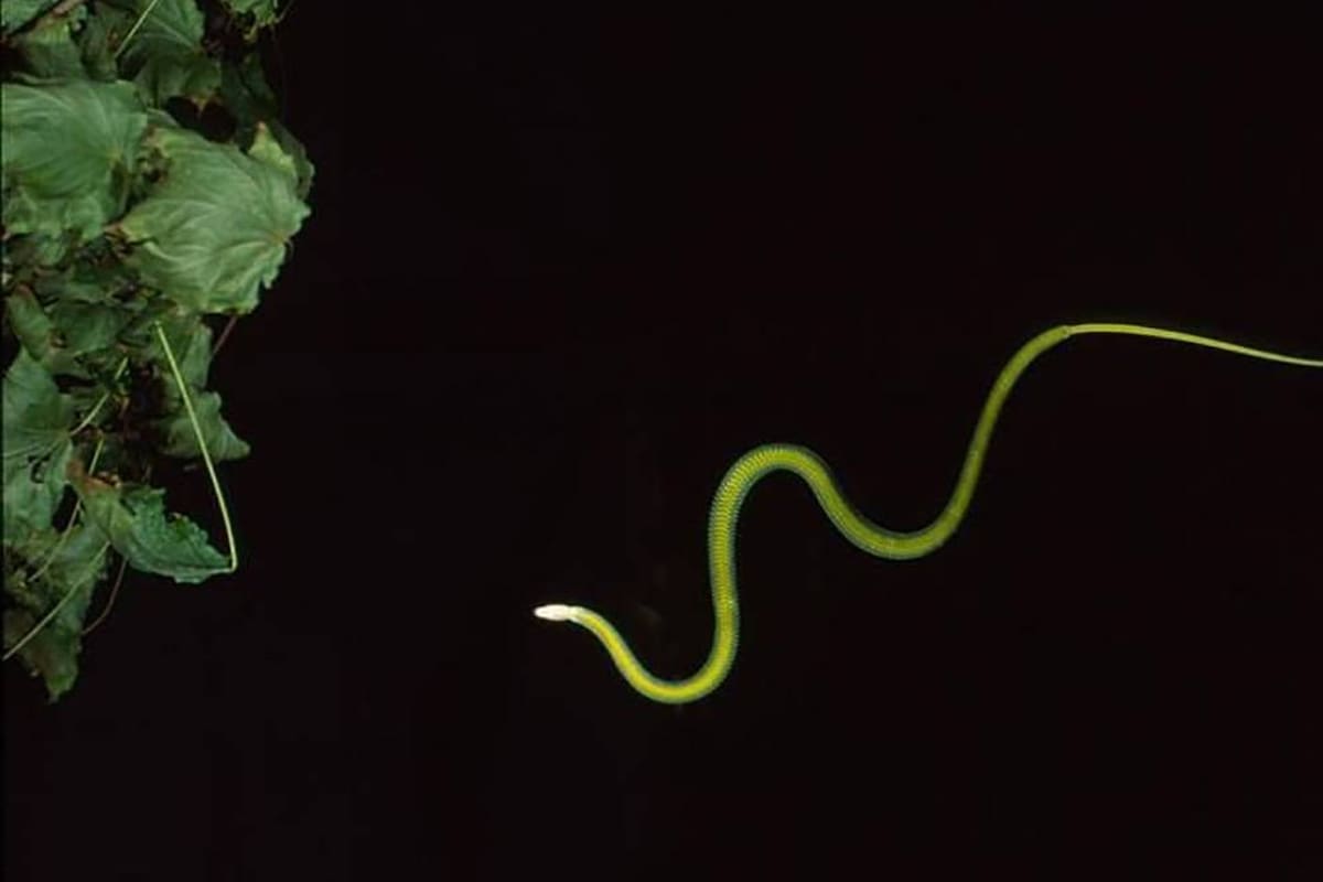 Una serpiente voladora en pleno vuelo (Uzay Ortiz de Murua)
