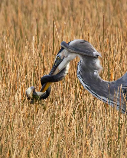 Una serpiente y una garza en franca batalla