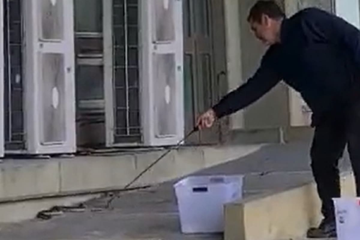 Una serpiente yarará apareció en Ciudad Universitaria