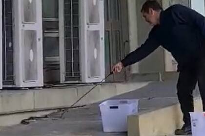 Una serpiente yarará apareció en Ciudad Universitaria