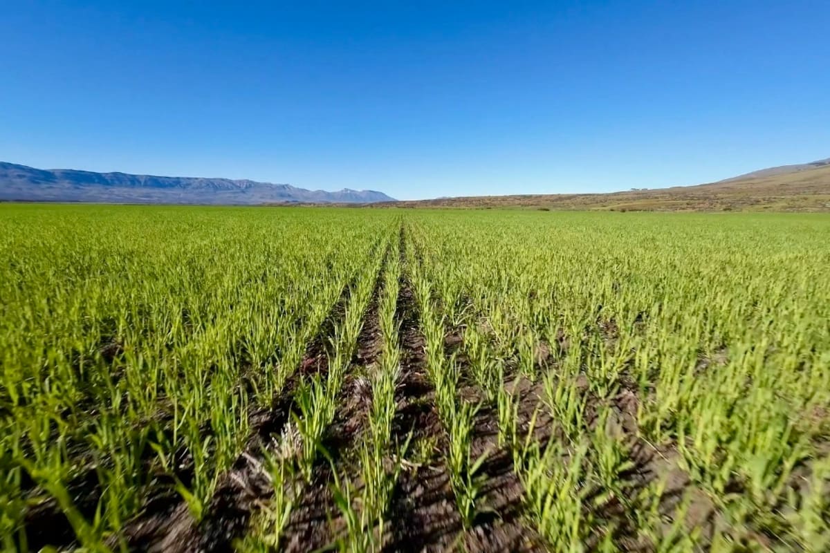 Una siembra que promete, en la Estancia Alice, Santa Cruz, donde apuestan a trigo, cebada y avena