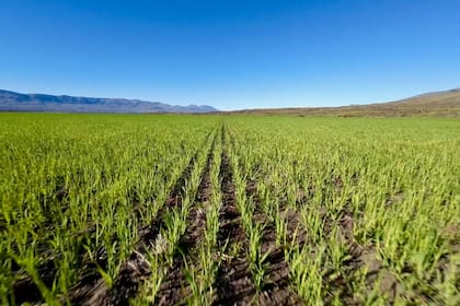 Una siembra que promete, en la Estancia Alice, Santa Cruz, donde apuestan a trigo, cebada y avena
