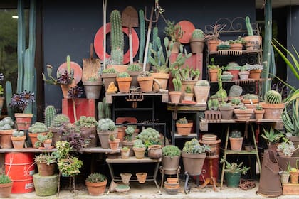Una simpática colección de cactus
