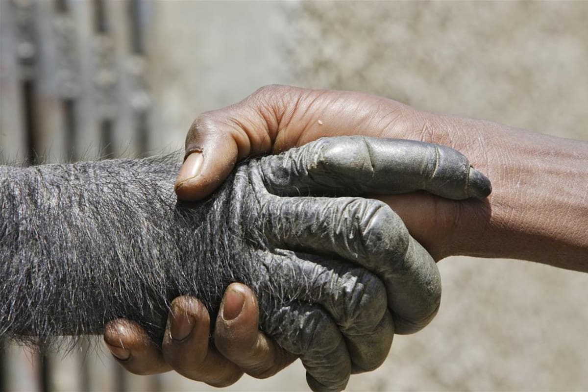 Una simple mirada basta para corroborar que los humanos, a diferencia de otros primates, casi no tienen vellos ni pelos que recubran sus cuerpos