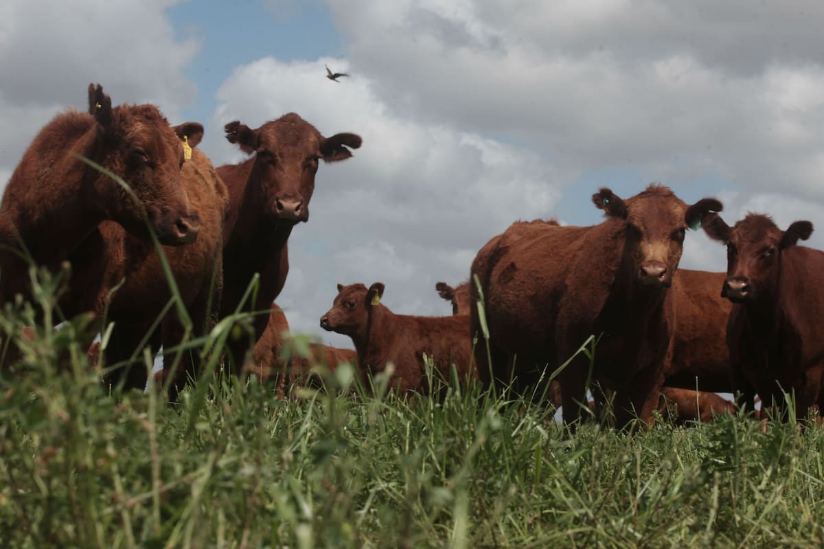 Una situación estacional por heladas y falta de lluvias afectó a los campos