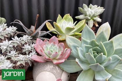 Una sofisticada herramienta de supervivencia diseñada por la planta que se pone en peligro si la tocamos o limpiamos