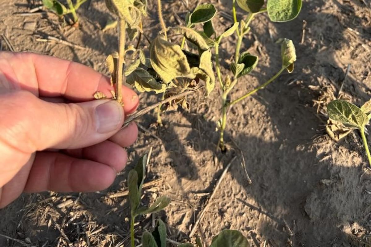 Una soja afectada por la sequía en Alberti, Buenos Aires