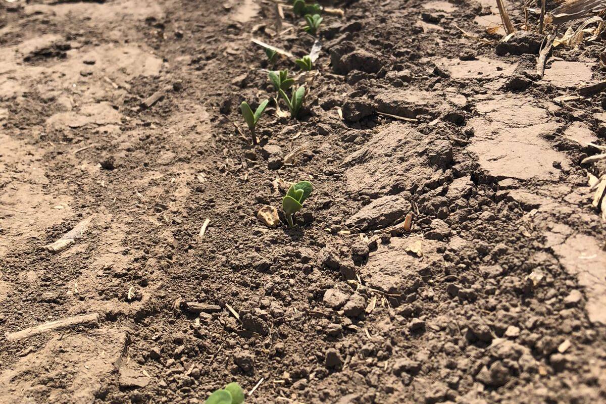 Una soja apenas en desarrollo en Monte Buey, Córdoba