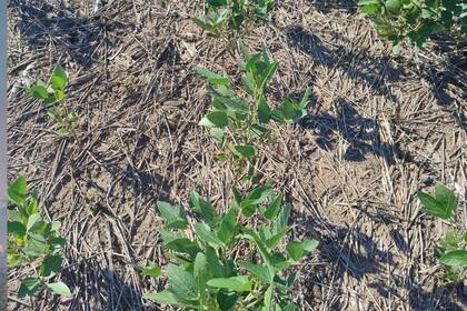 Una soja de segunda siembra muy afectada por el déficit hídrico