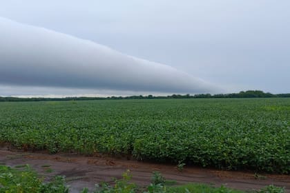 Una soja en Berdier, Salto, tras las lluvias. Gentileza productores