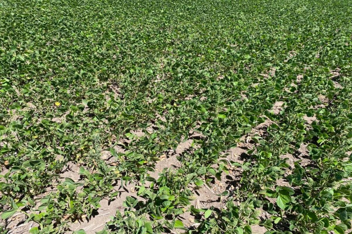 Una soja golpeada por las altas temperaturas en Rojas