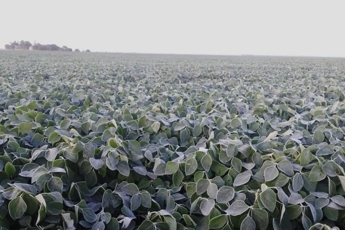 Una soja helada en Trenque Lauquen, Buenos Aires. Foto: Santiago del Solar