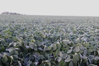 Una soja helada en Trenque Lauquen, Buenos Aires. Foto: Santiago del Solar