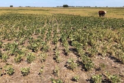 Una soja pastoreada en Carlos Tejedor por la sequía. Foto: Dante Garciandía