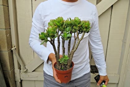 Una suculenta que simboliza prosperidad y longevidad