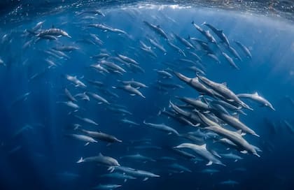 Una supermanada de delfines giradores