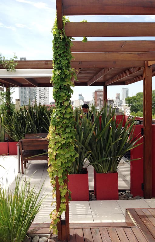 Una terraza que se aprovecha bajo una pérgola por la que trepan ampelopsis y jazmines azóricos.