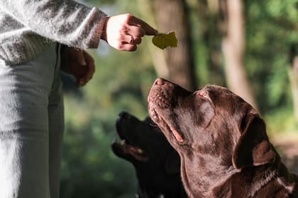 Una tiktoker contó la historia de una mujer que recibió 25.000 dólares tras ser mordida por un perro