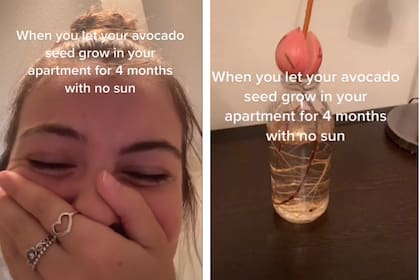 Una tiktoker dejó la semilla de una palta durante cuatro meses en la oscuridad y mostró el resultado en las redes donde se hizo viral