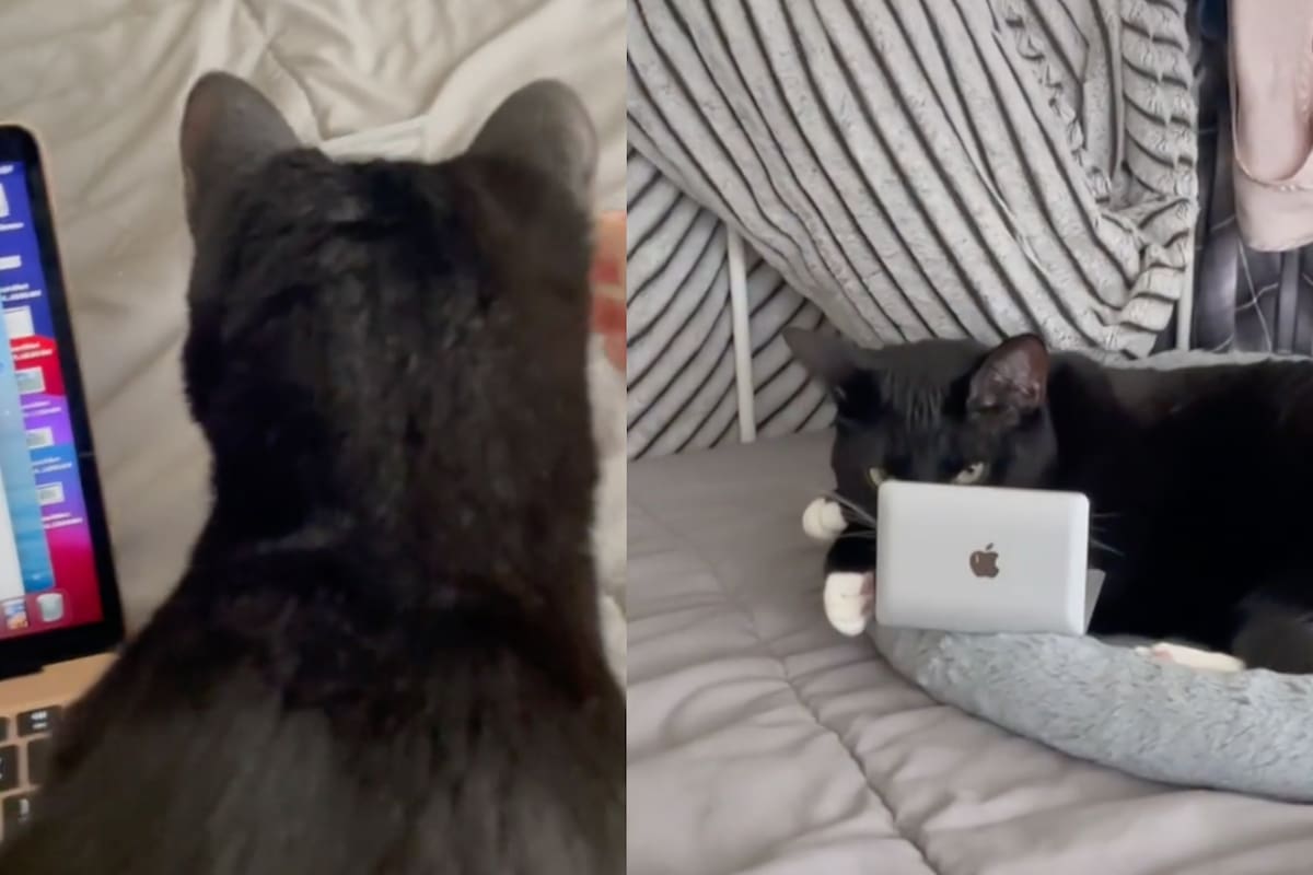 Una tiktoker muestra el truco para mantener a su gato controlado