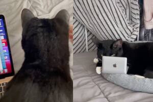 Una tiktoker muestra el truco para mantener a su gato controlado