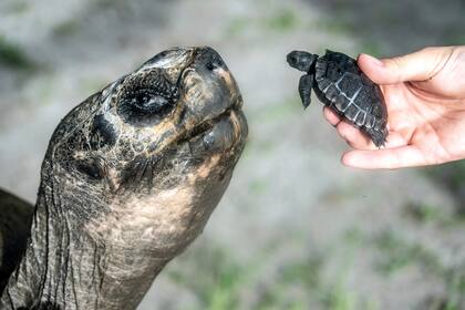 Una tortuga de Galápagos celebra 135 años y su primer Día del Padre en el Zoo de Miami