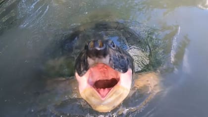 Una tortuga de río sudamericana enviando un mensaje durante la investigación